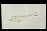 Bargain, Diplomystus Fossil Fish - Wyoming #100598-1